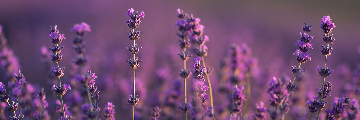 Close-up of blooming lavender flowers in a field, with soft focus on the purple blossoms.